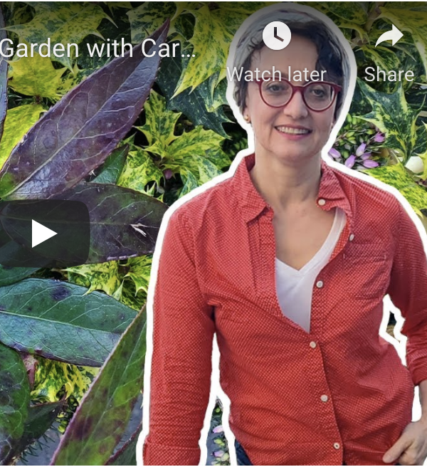 Build a Winter Container Garden with Carmen DeVito