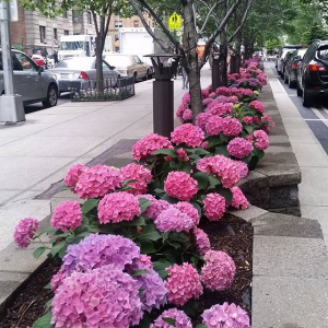 Pink Hydrangea Bed Pink Hydrangea Bed