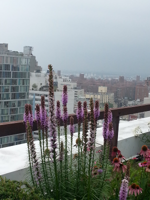 North Terrace detail North Terrace detail