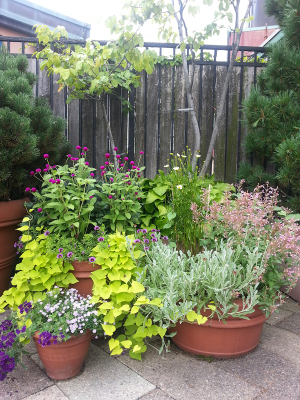 Contained Cutting Garden Contained Cutting Garden