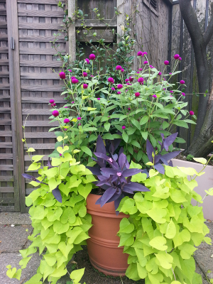 Detail of Container Garden Detail of Container Garden