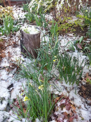 Front Garden in Winter Front Garden in Winter