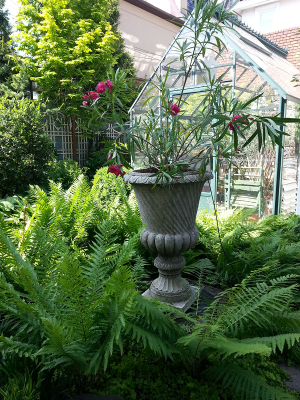 Ferns with formal urn and winter Greenhouse Ferns with formal urn and winter Greenhouse