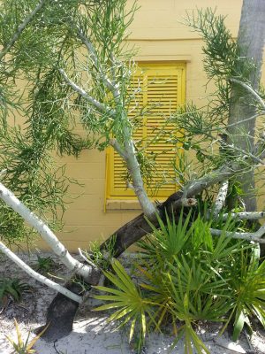 Bonnet House Dry Garden Bonnet House Dry Garden