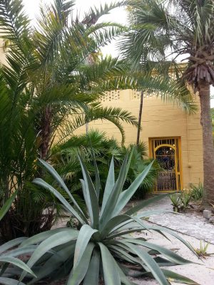 Bonnet House Garden Wall & Bouganvillea Bonnet House Garden Wall & Bouganvillea