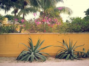 Bonnet House Garden Ft. Lauderdale, Florida Bonnet House Garden Ft. Lauderdale, Florida