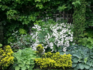 Shade Border with Climbing Hydrangea Shade Border with Climbing Hydrangea