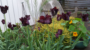 Rear Garden with Tulip Black Parrot Rear Garden