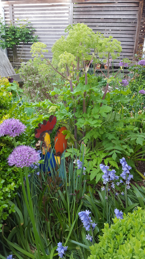 Rear Garden- Angelica,Scillla & Allium Rear Garden- Angelica,Scillla & Allium