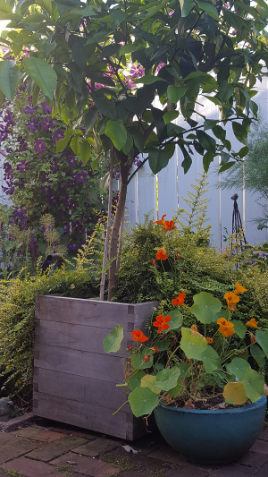 Lemon Tree with Clematis Lemon Tree with Clematis