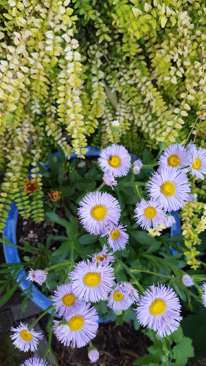 Aster & Lonicera Aster & Lonicera