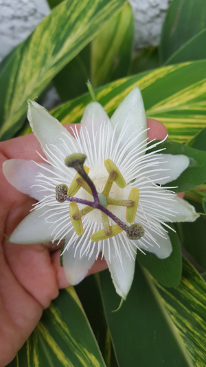 Passiflora alba with Ginger Passiflora alba with Ginger