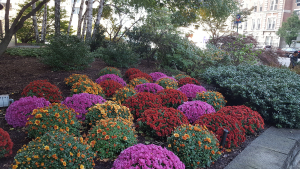 Hillside Garden with Mums Hillside Garden with Mums