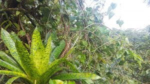 Bromeliad & Tropical flora - Costa Rica Bromeliad & Tropical flora - Costa Rica