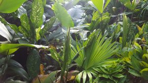 Tropical Flora - Costa Rica Tropical Flora - Costa Rica