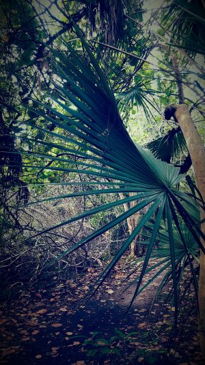 Native Palmetto - Hugh Taylor Birch State Park, Fort Lauderdale, Florida Native Palmetto - Hugh Taylor Birch State Park, Fort Lauderdale, Florida