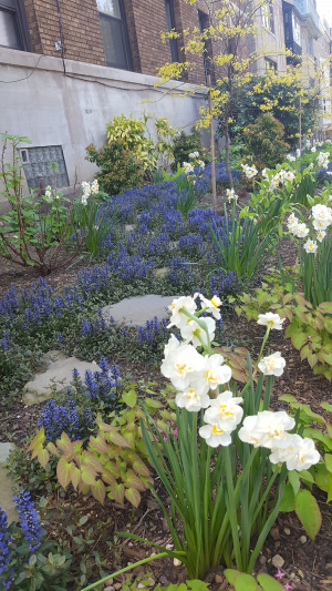 Spring in the woodland Garden Spring in the woodland Garden