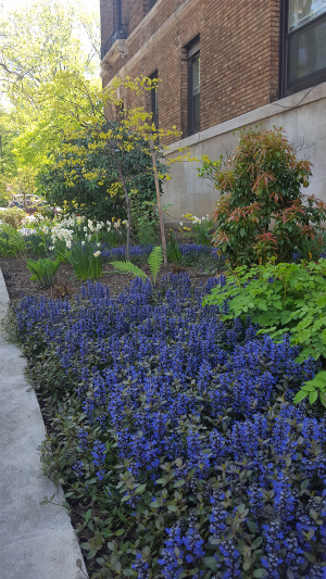 River of Blue Ajuga River of Blue Ajuga