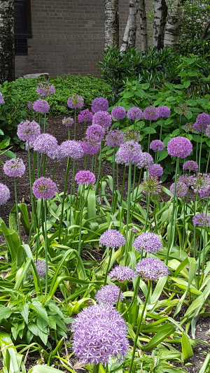 Allium Border Allium Border