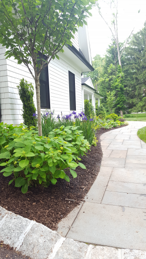 Front Border with Hydrangeas Front Border with Hydrangeas
