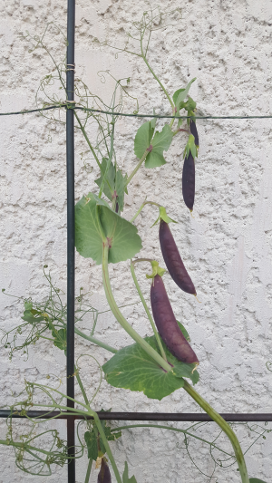 Purple peas on trellis Purple peas on trellis