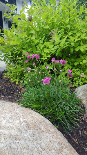 Detail of rear patio garden Detail of rear patio garden