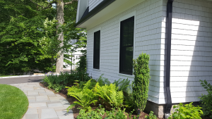 Front Bed with boxwood & ferns Front Bed with boxwood & ferns