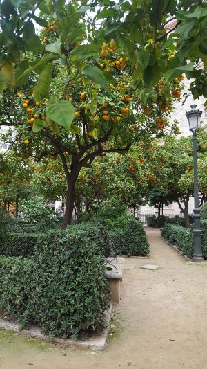 Orange Trees in Public Park - Valencia, Spain Orange Trees in Public Park - Valencia, Spain