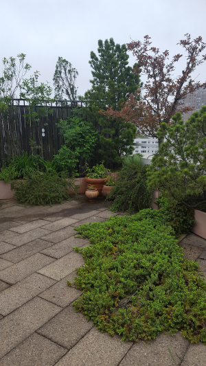 West Terrace with Juniper rug West Terrace with Juniper rug