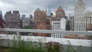 North Terrace perennial garden North Terrace perennial garden