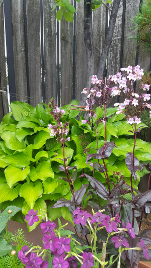 Nicotiana, Hosta & Penstemon Nicotiana, Hosta & Penstemon