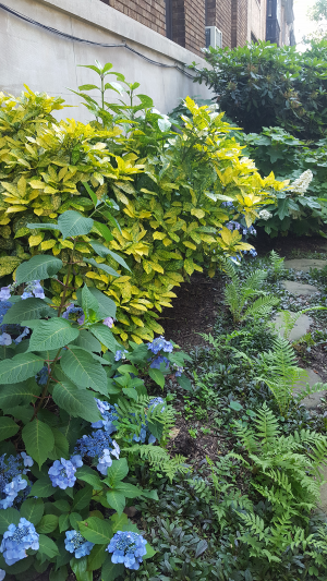 Woodland path in Summer Woodland path in Summer