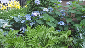 Detail of front garden bed Detail of front garden bed