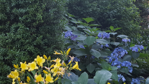 Front Bed with Boxwood, Dayliies & Blue hydrangea Front Bed with Boxwood, Dayliies & Blue hydrangea