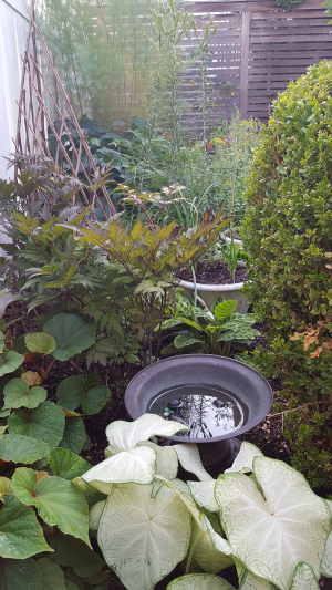 Hardy begonia & caladiums Hardy begonia & caladiums