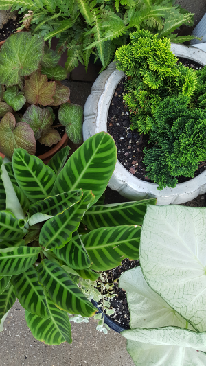 Shady corner with begonias & Ferns Shady corner with begonias & Ferns