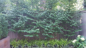 Hawthorne trees as living screen Hawthorne trees as living screen