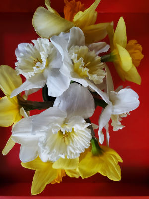 Narcissus for cutting Narcissus for cutting