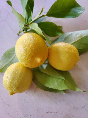Lisbon lemon Harvest Lisbon lemon Harvest