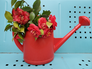 Camellia for cutting Camellia for cutting