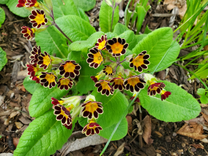 Primula in front garden Primula in front garden