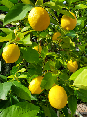 Lisbon lemon ripening Lisbon lemon ripening