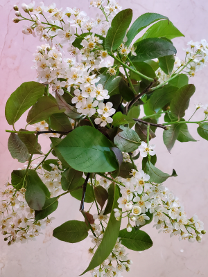 Prunus sargentii in bloom Prunus sargentii in bloom