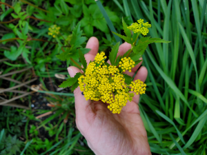 Zizia aurea Zizia aurea