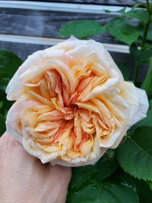 Rosa "The Achemist" Rosa "The Achemist"