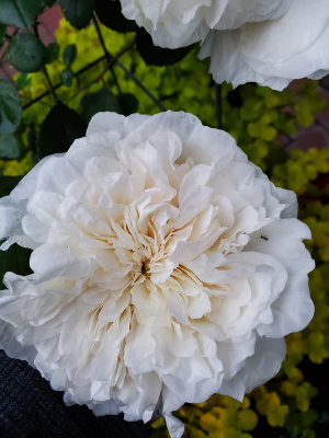 Rosa "Madame Alfred Carriere" Rosa "Madame Alfred Carriere"