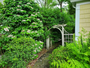 Screening boxed shrub border with garden arbor Screening boxed shrub border with garden arbor