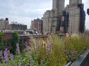 Meadow in a planter Meadow in a planter