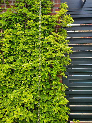 Climbing hydrangea vine green wall Climbing hydrangea vine green wall