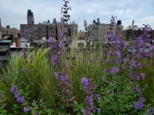 Meadow with Nepeta, gaura, & nasilla Meadow with Nepeta, gaura, & nasilla